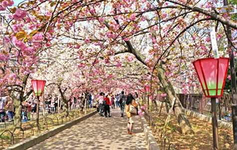 造幣局桜の通り抜け